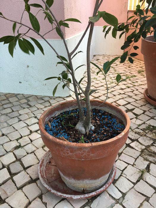 Ficus Ginseng -planta *** NOVO PRECO****