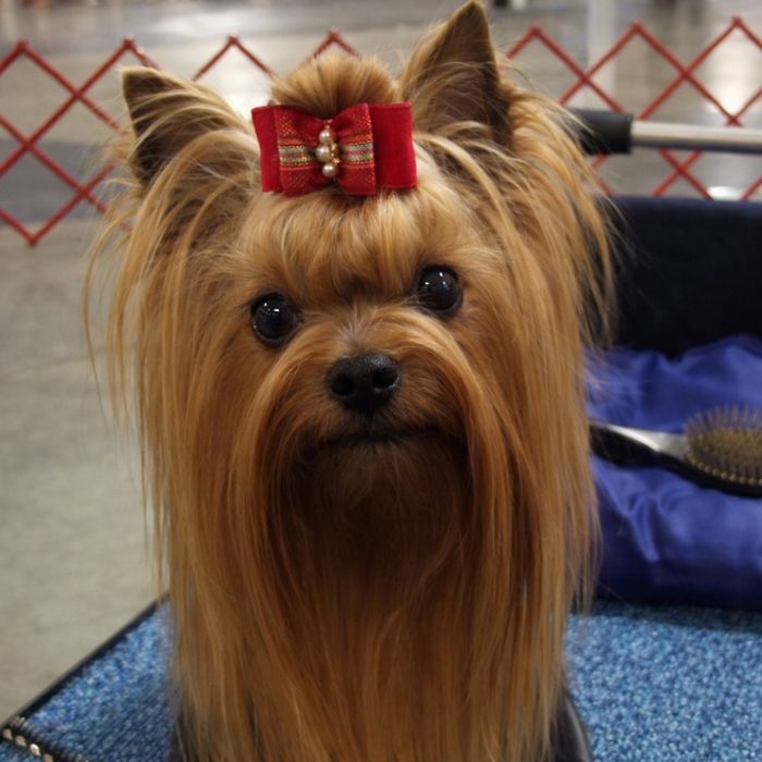 Йоркшерский малиш у продажі