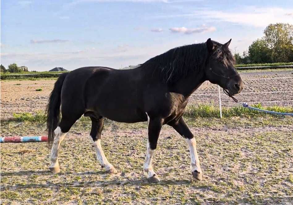 Ogier stanówka ogierem huculskim krycie hucuł hc huculski huculska