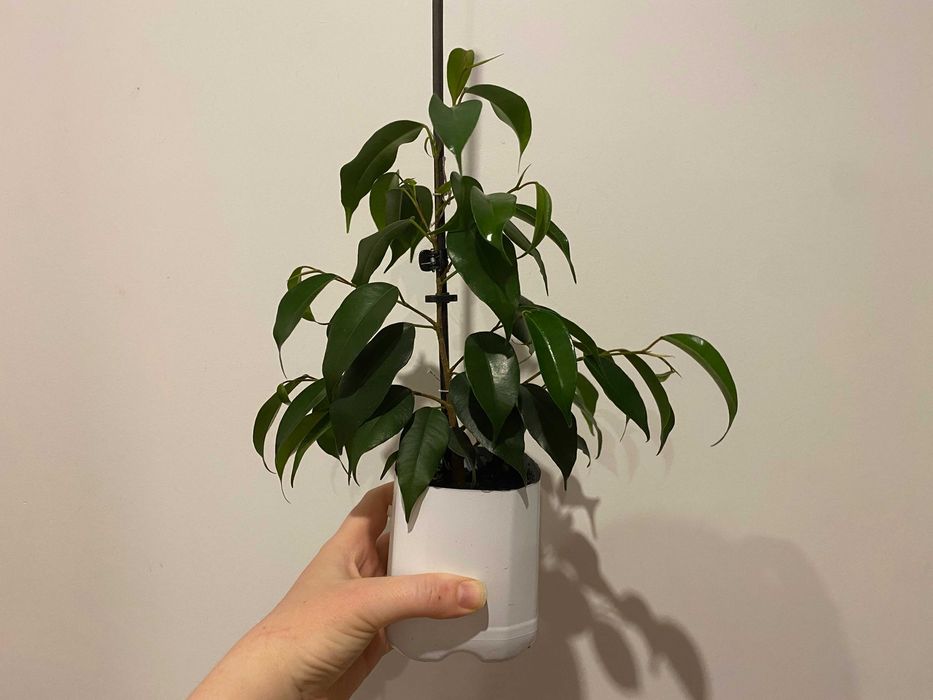Fikus (Ficus, Figowiec) Benjamina — Daniel