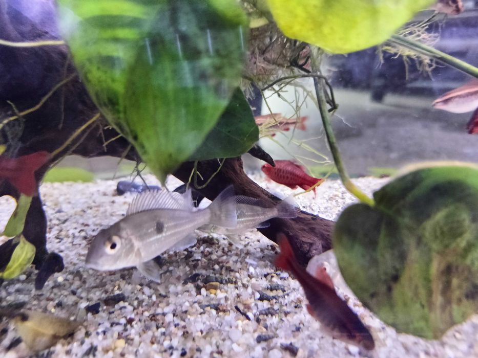 Ziemiojad geophagus sveni 3 szt młode 4-6 cm