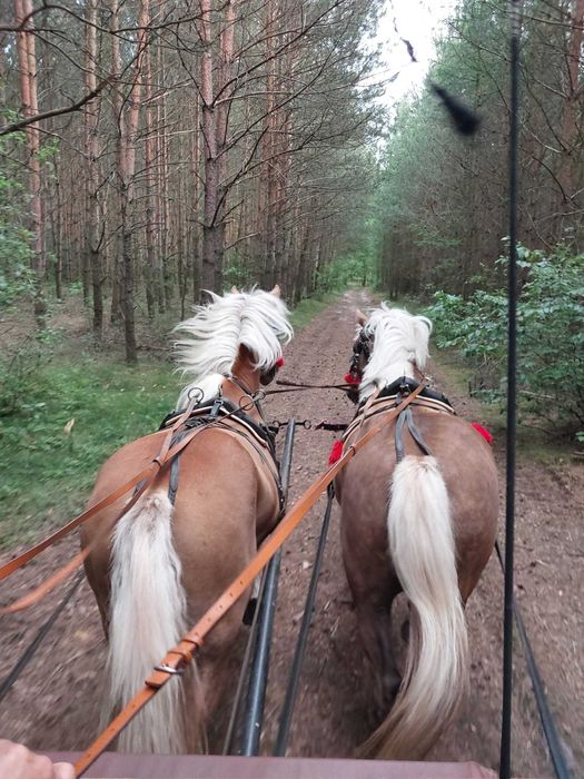 Stanowka krycie ogierem rasy haflinger Bary