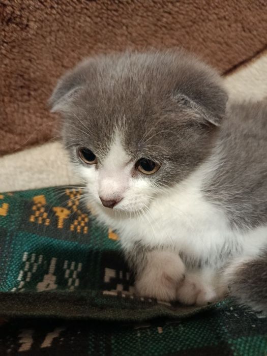 Висловухе кошеня в хороші руки