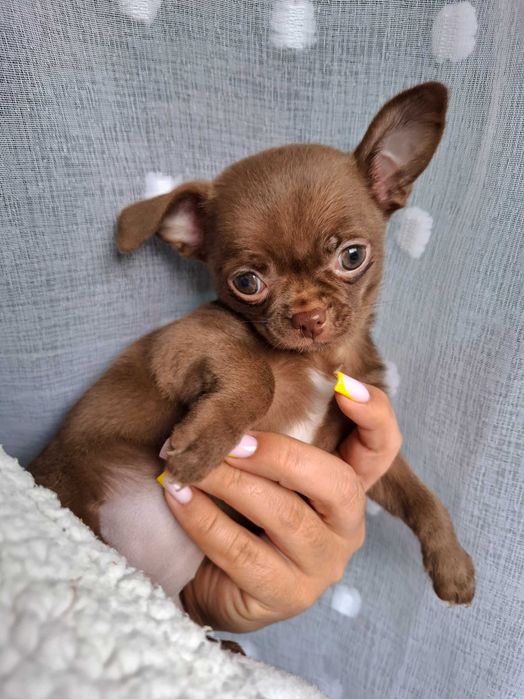 Do rezerwacji czekoladowa suczka chihuahua