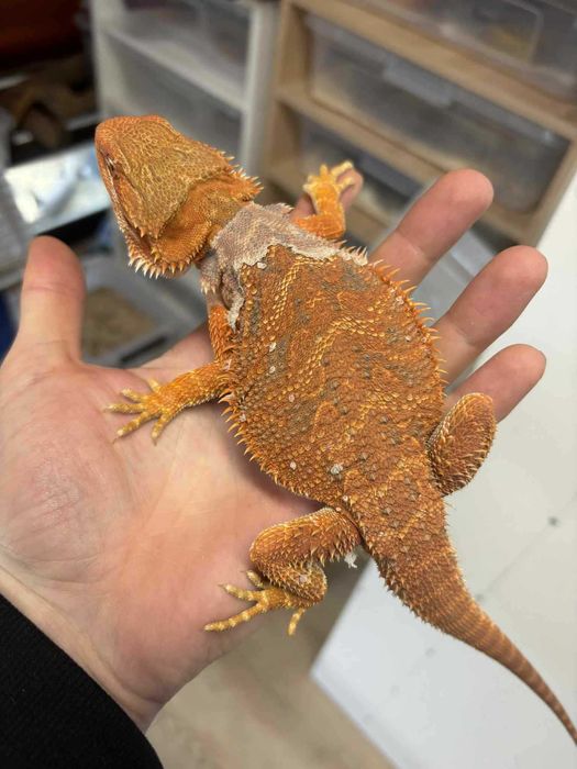 Agama brodata  Gekon Jaszczurka dla początkującego zbożówka