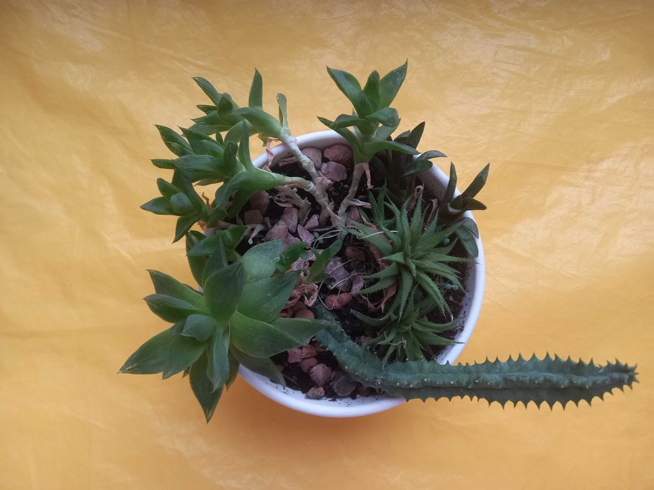 Букет(набір) із 5 сукулентів