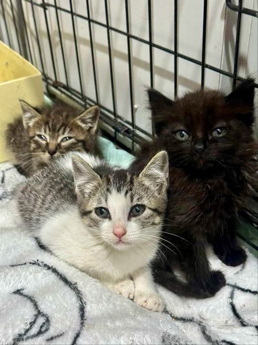 Gatinhos bebés para adoção responsável