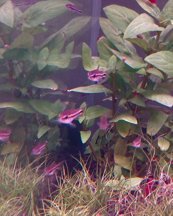 Corydoras Pygmaeus