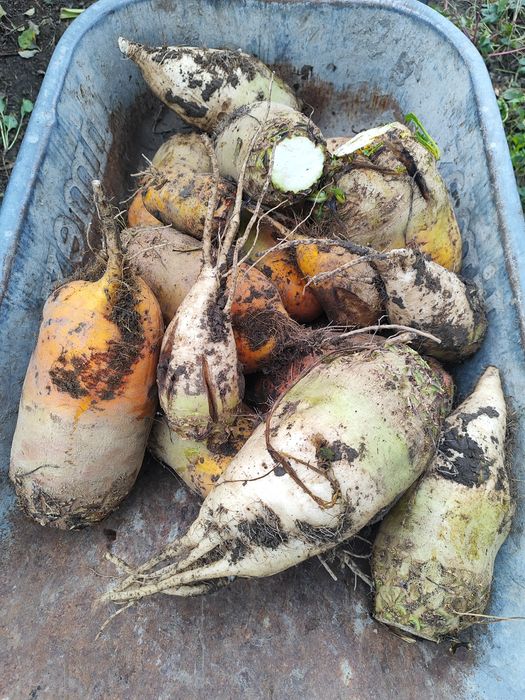 Буряк кормовий звичайний