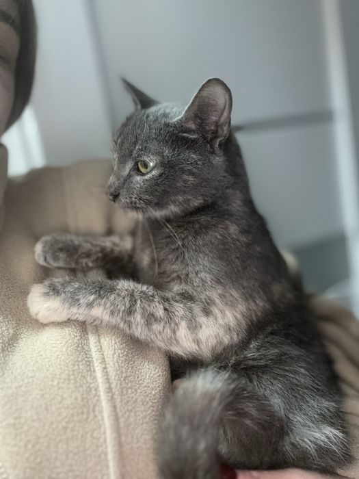 Кішка в добрі руки