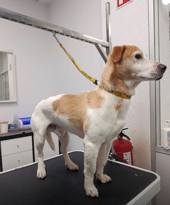 Cão de porte pequeno para adoção responsável