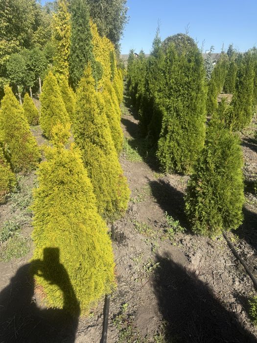 Продам туі смарагд брабант ялинкм , кулясті скальний можевельник
