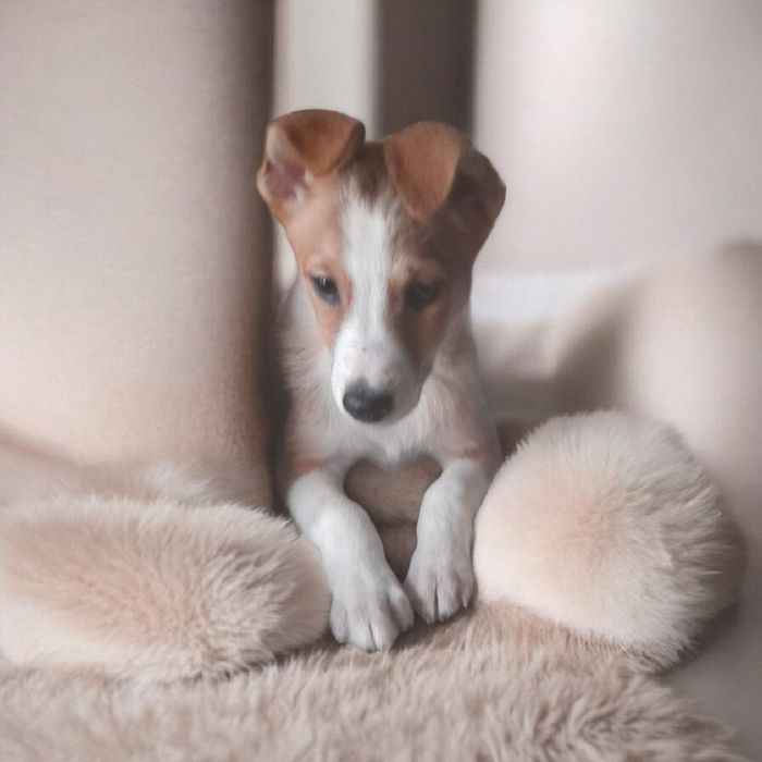 СРОЧНО щеночки-подростки ищут дом!!! Их ждет улица