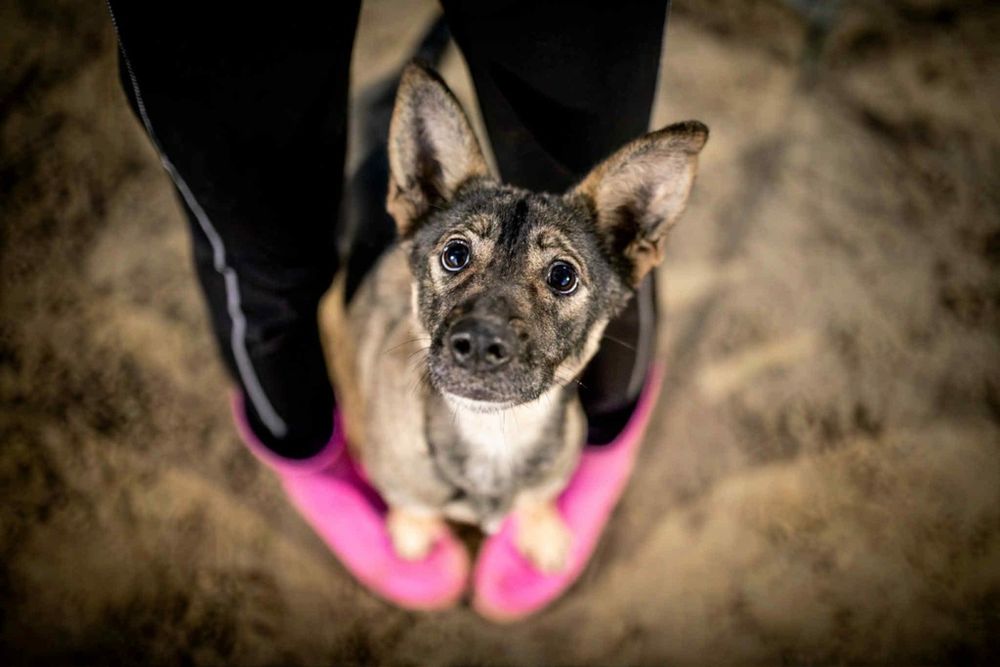 Cudna młoda sunia w typie owczarka malinois.