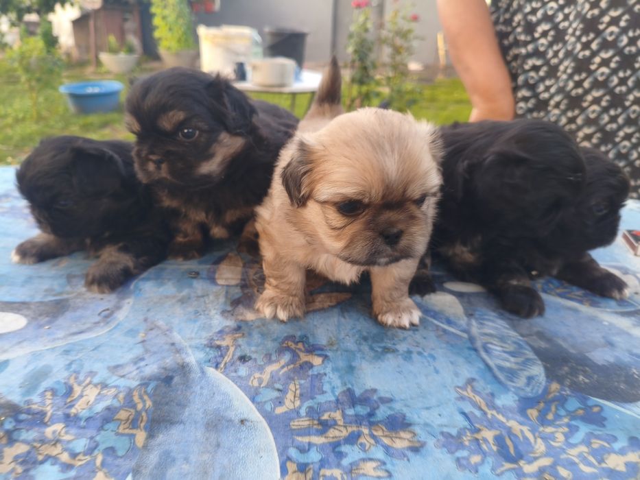 Продажа Пекинесы