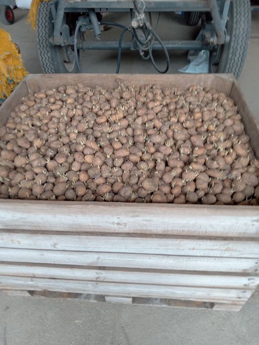 Ziemniaki  wielkości sadzeniaka Jurek soraja paszowe