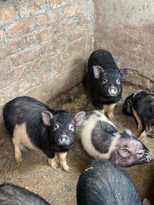 В’єтнамські поросята 3 - 4 місяці