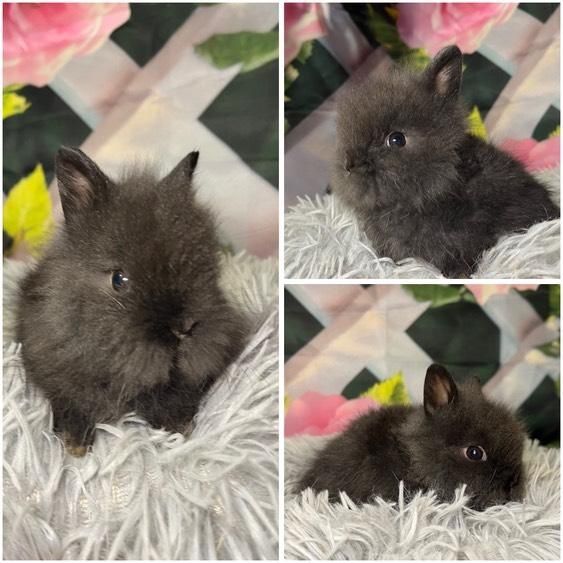 Karzełki Teddy Mini