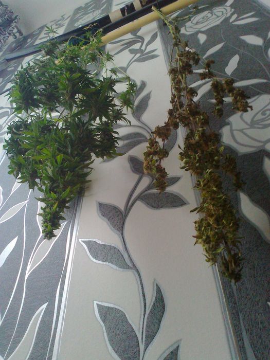 Durban Poison 15g Susz Roślinny Marihuana CBC CBN CBL THC CBG