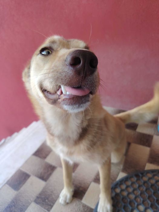 Adoção cãozinho de 7 meses