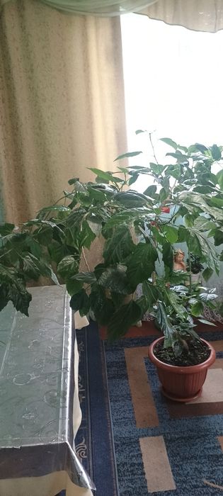 Продам кімнатну рослину китайська роза