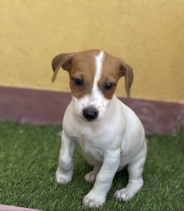 Fêmea Jack Russell