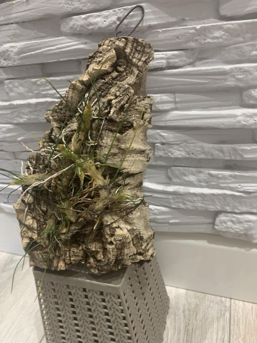 Орхідея Isabelia virginalis громезна доросла