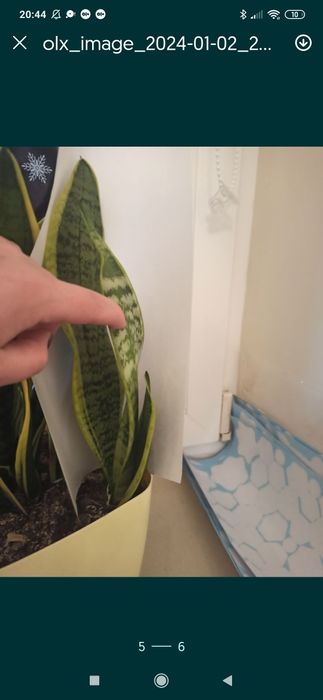 Sansewieria odnożki