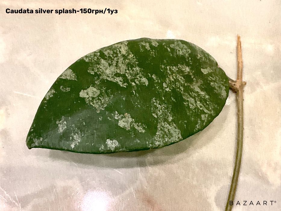 Хойя свежий срез сорта