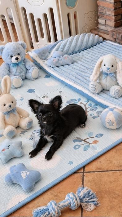 Chihuahua Macho de pêlo comprido c Pedigree e afixo