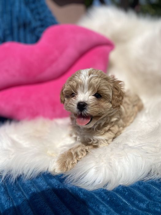 Vip цуценята мальтипу