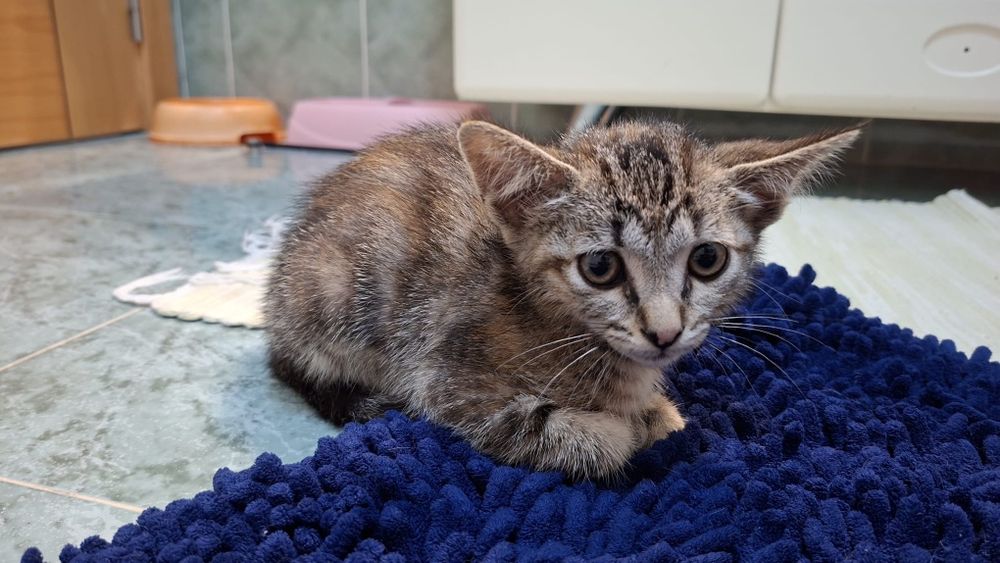 Gata com 2 meses para dar