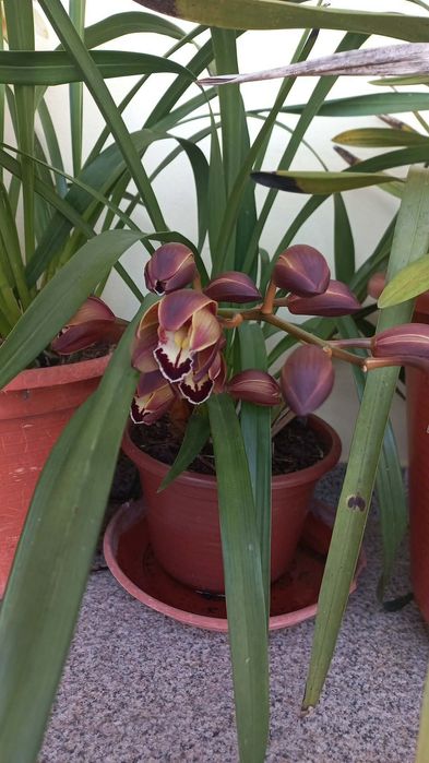 Orquidea castanha/roxa