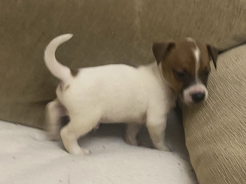 Вірні друзі у родину