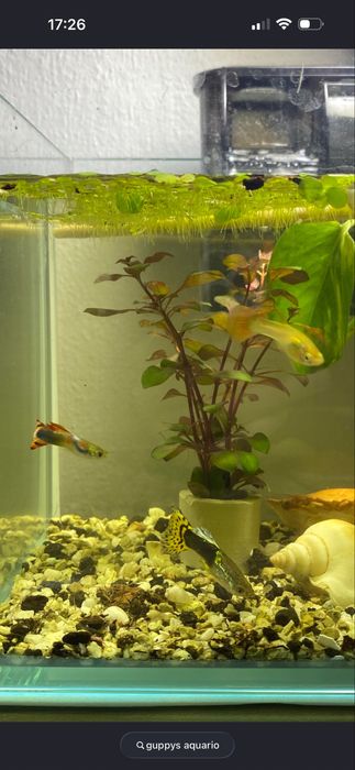 Guppy resistentes
