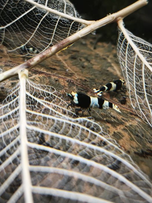 Krewetki Caridina Panda Oe