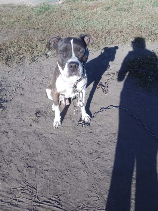 Одам даром мальчик стафф