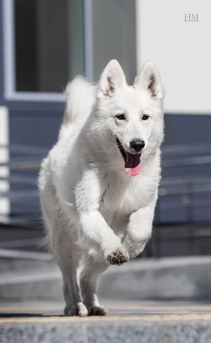 БШО кобель для вязки, Белая швейцарская овчарка