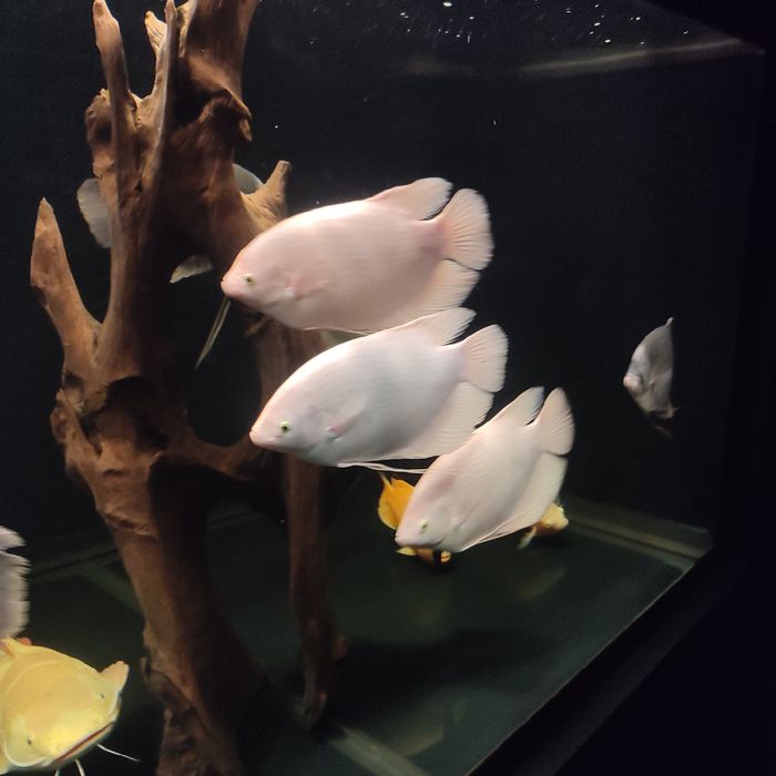 GURAMI Olbrzymie albino gold