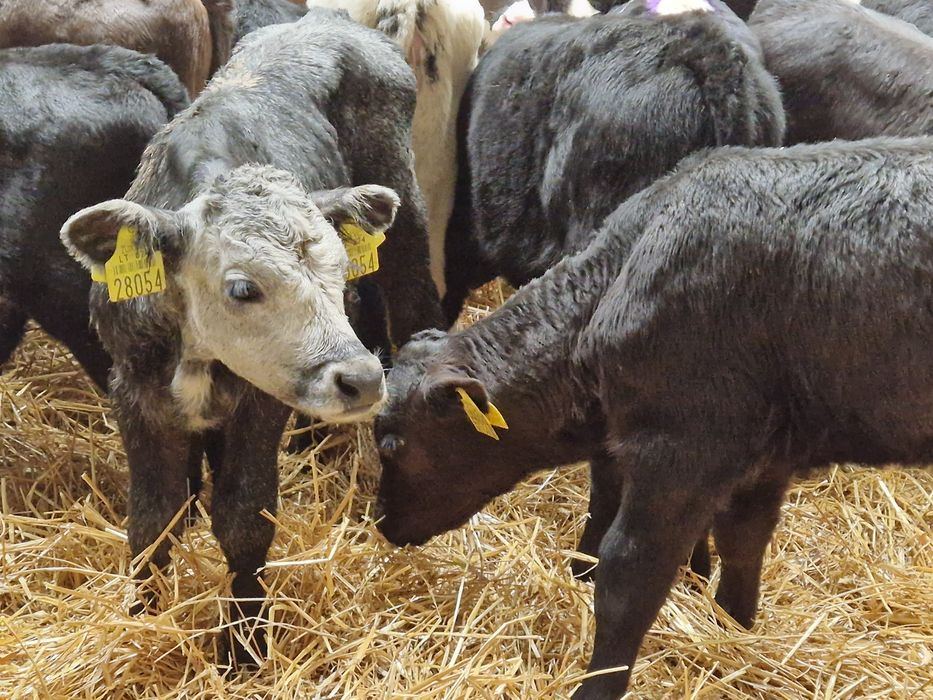 Sprzedam cielaki I odsadki