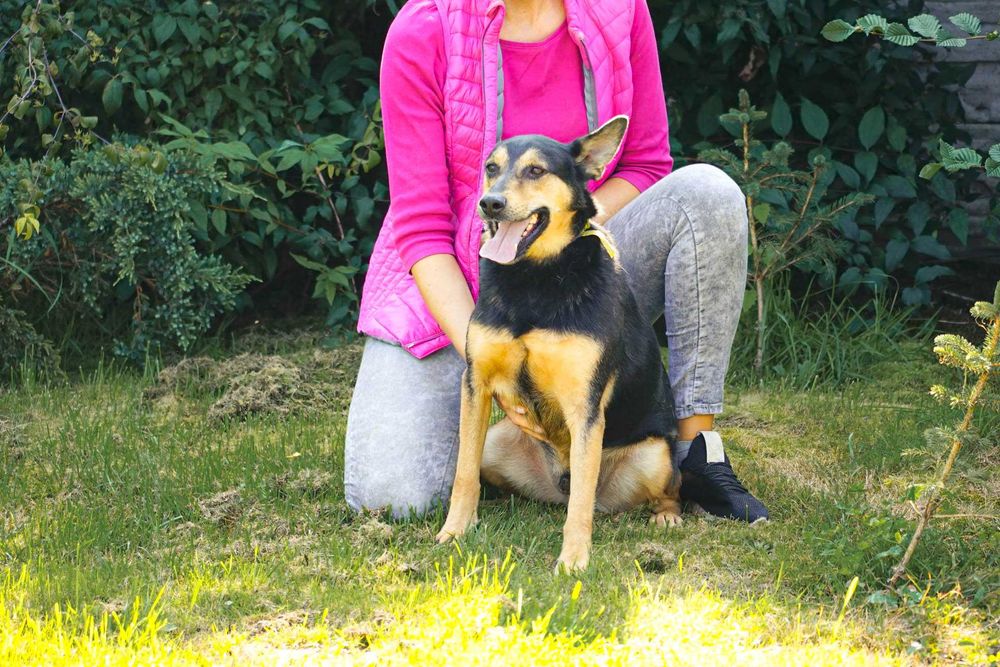 Iłek - psiak w typie owczarek