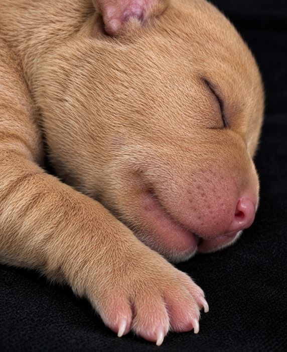 Щенки Pitbull Terrier