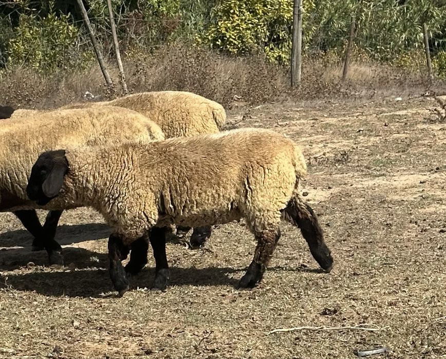 Borrega sulffolk