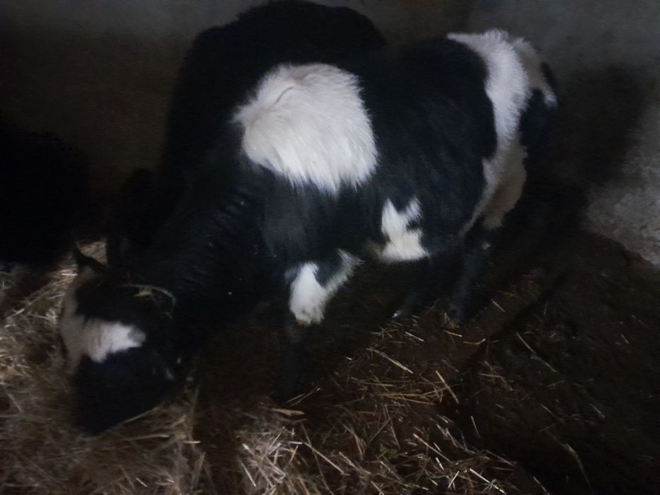 Продам два бычка и телочку