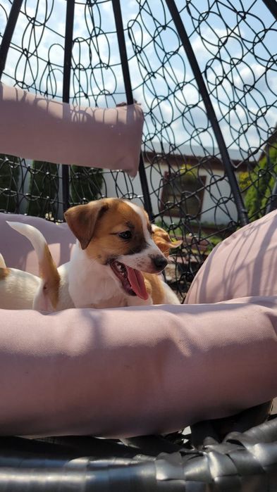 Jack Russell Terrier