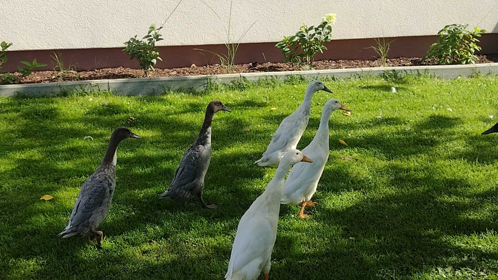 Kaczki Biegus  Indyjski