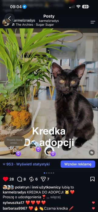 młoda kotka do oddania