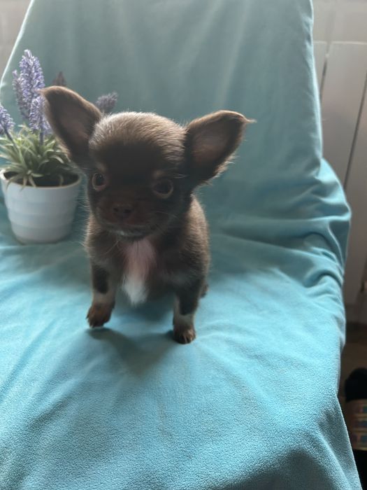 Chihuahua długowłosy czekoladowy piesek