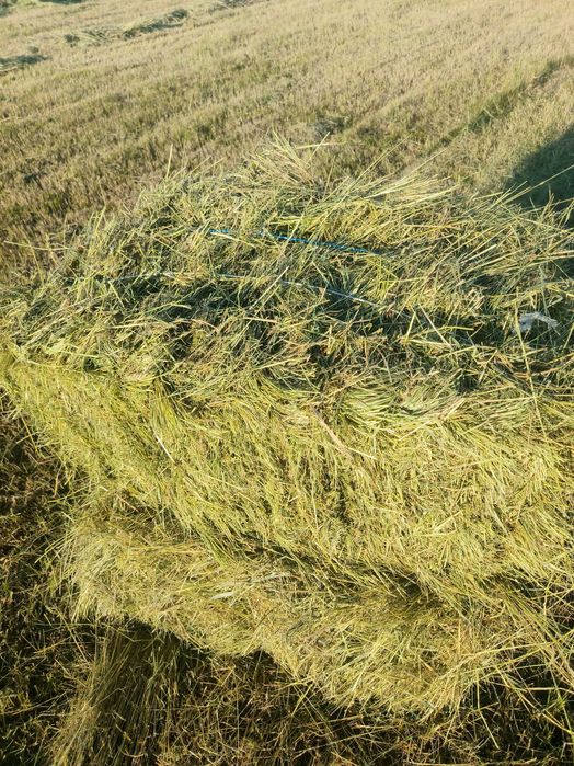 Продам луговое сено солому