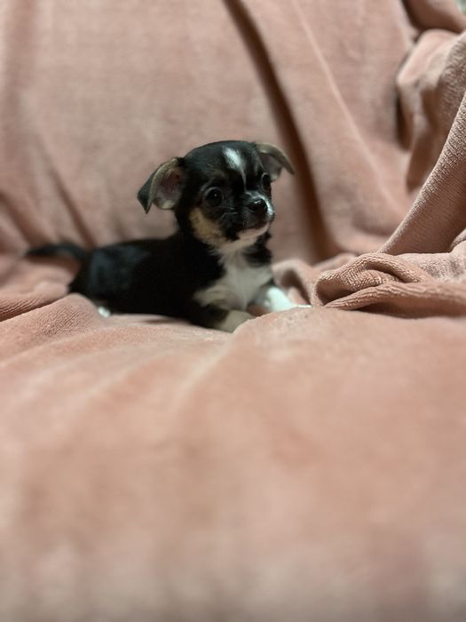 Chihuahua Krótkowłosa z Rodowodem